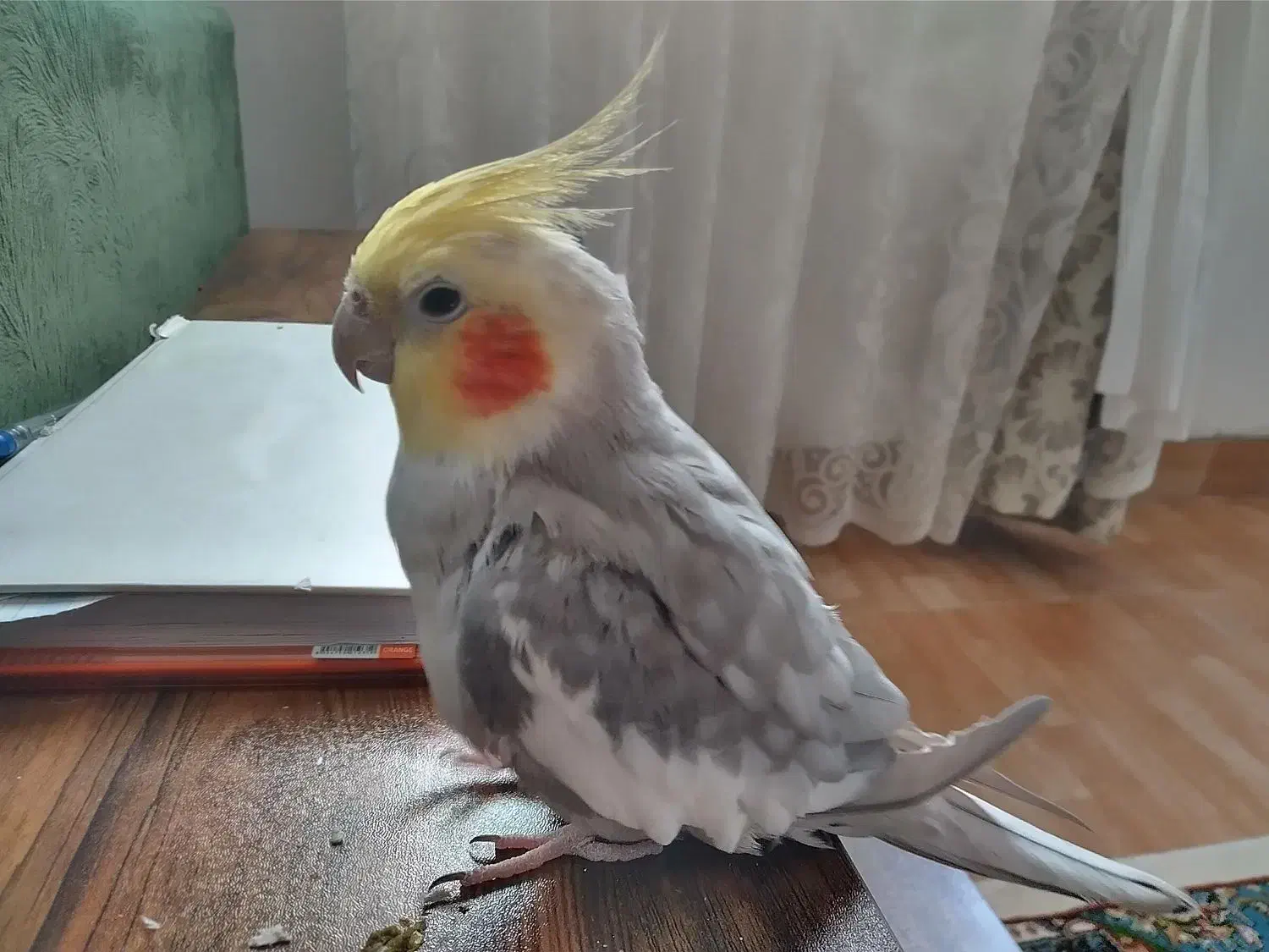 عروس هلندی سخنگو|پرنده|رشت, پیرکلاچای|دیوار