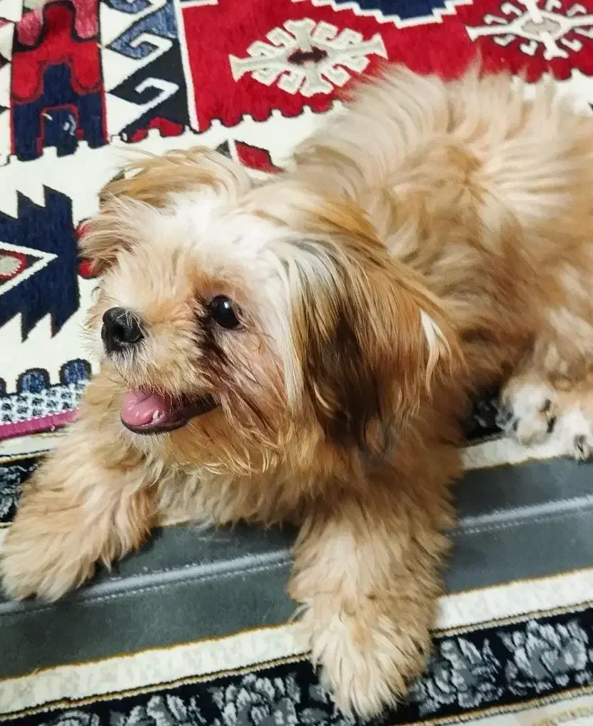 گمشده سگ|حیوانات|اسلام‌شهر, شهرک قائمیه|دیوار