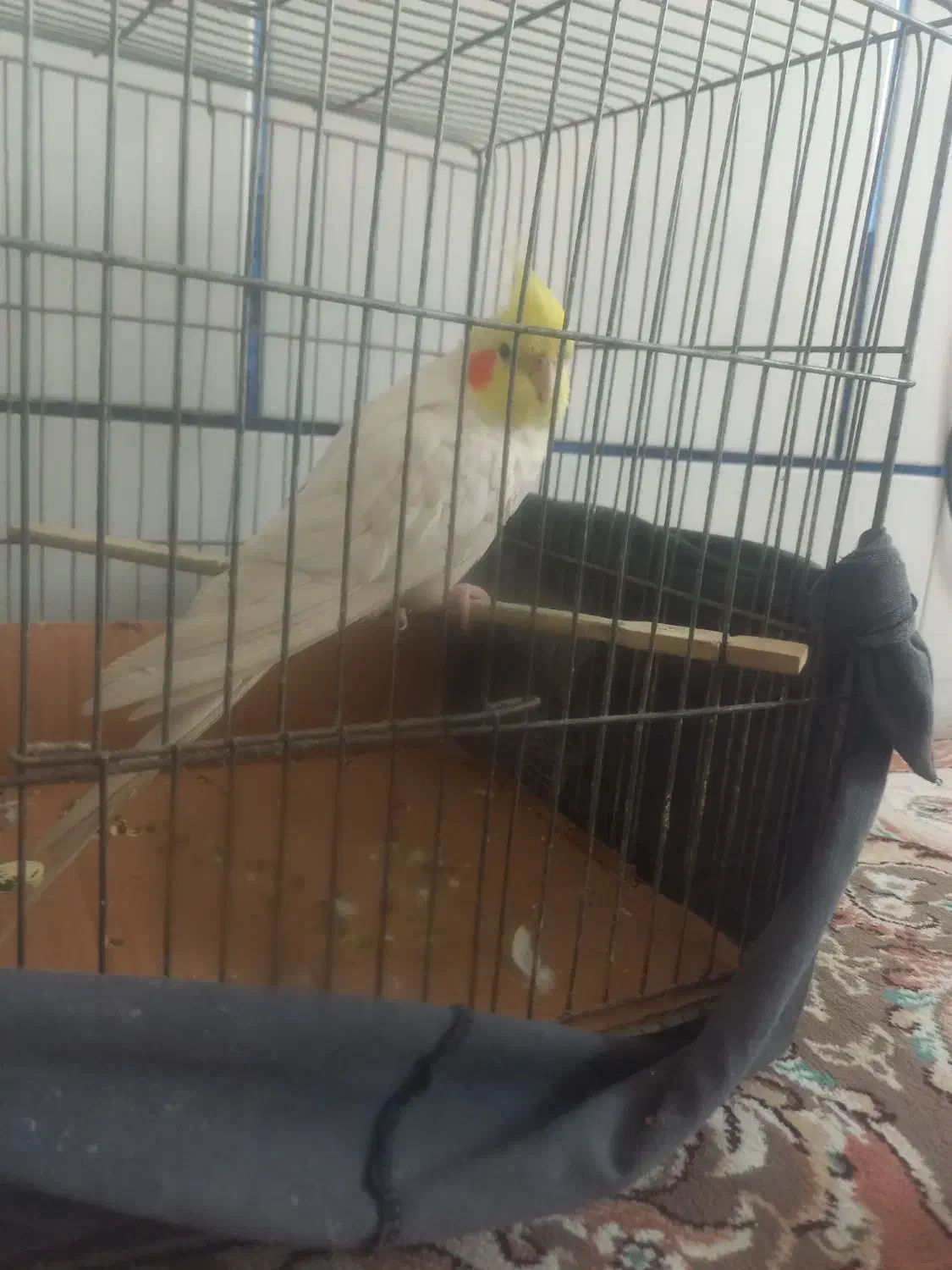 عروس هلندی سخنگو|پرنده|اصفهان, شهرستان|دیوار