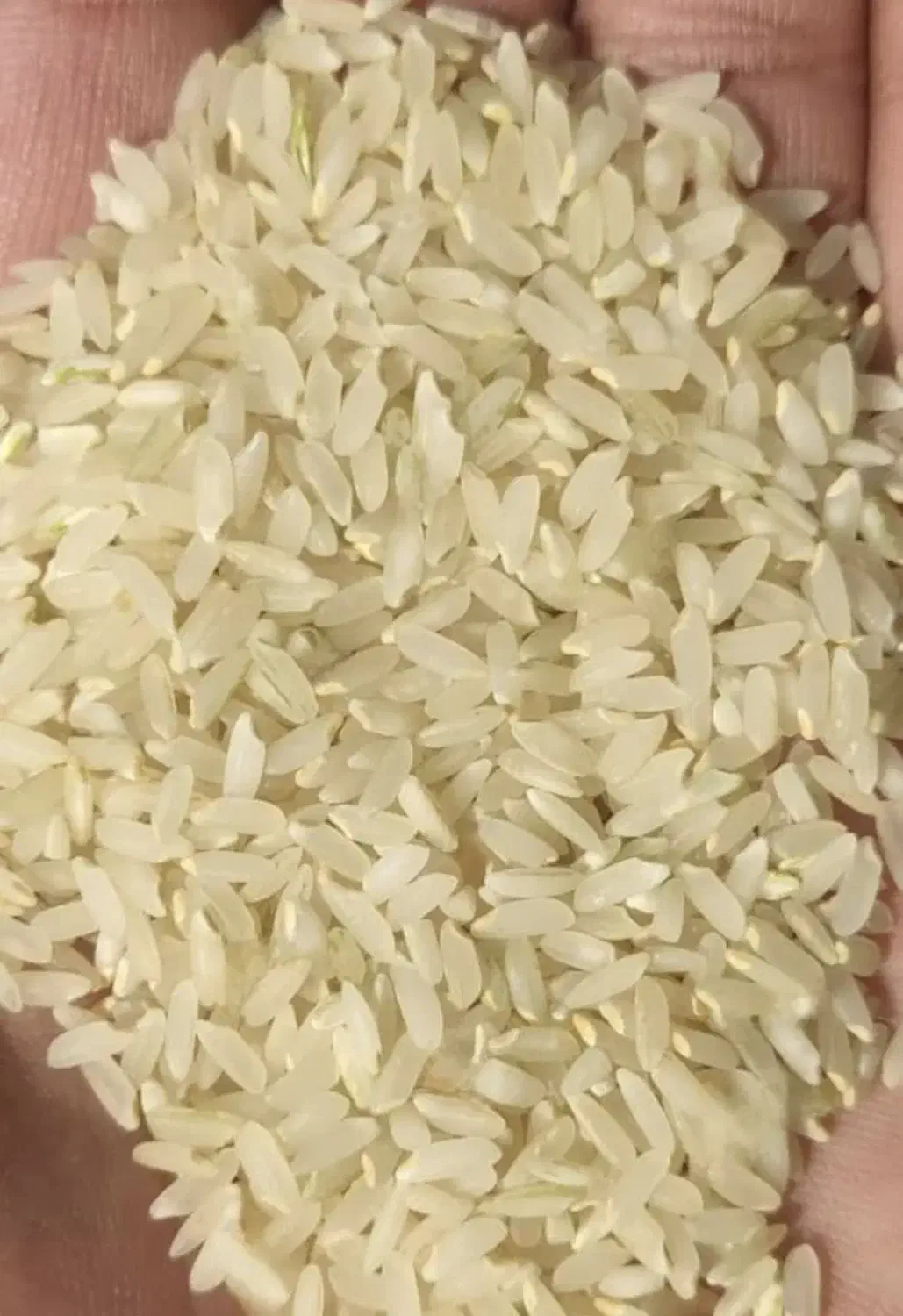 برنج کامفیروزی|خوردنی و آشامیدنی|کر, |دیوار