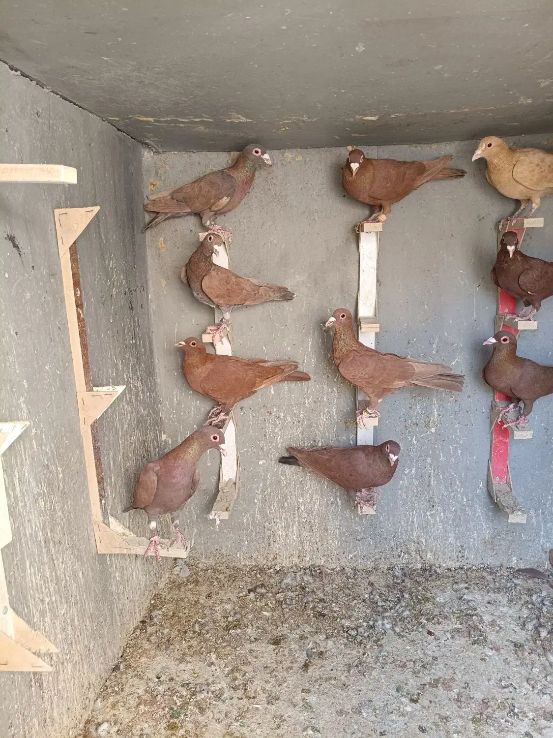 بیله گلی|پرنده|کشکوئیه, |دیوار