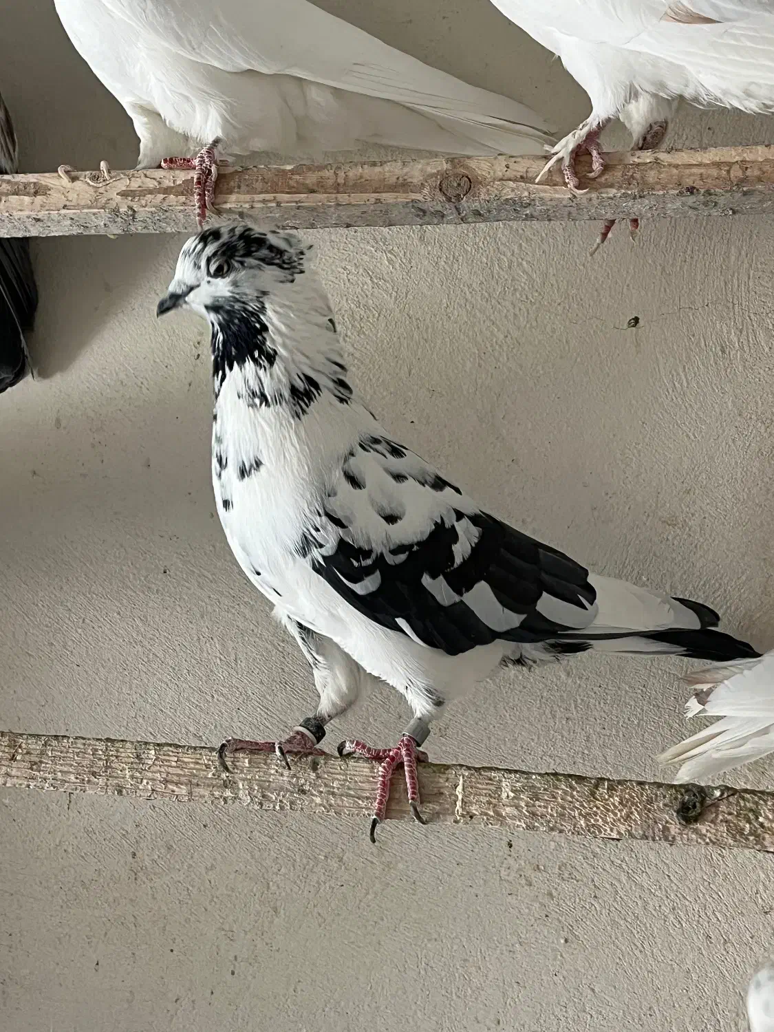 کبوتر زغالی کاکلی|پرنده|کرج, حصارک بالا|دیوار