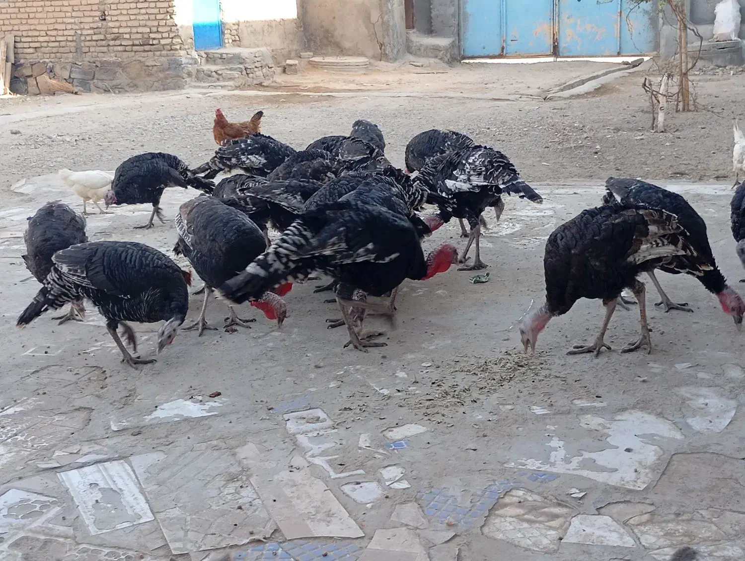 بوقلمون برنز 20عدد|حیوانات مزرعه|میاندوآب, |دیوار