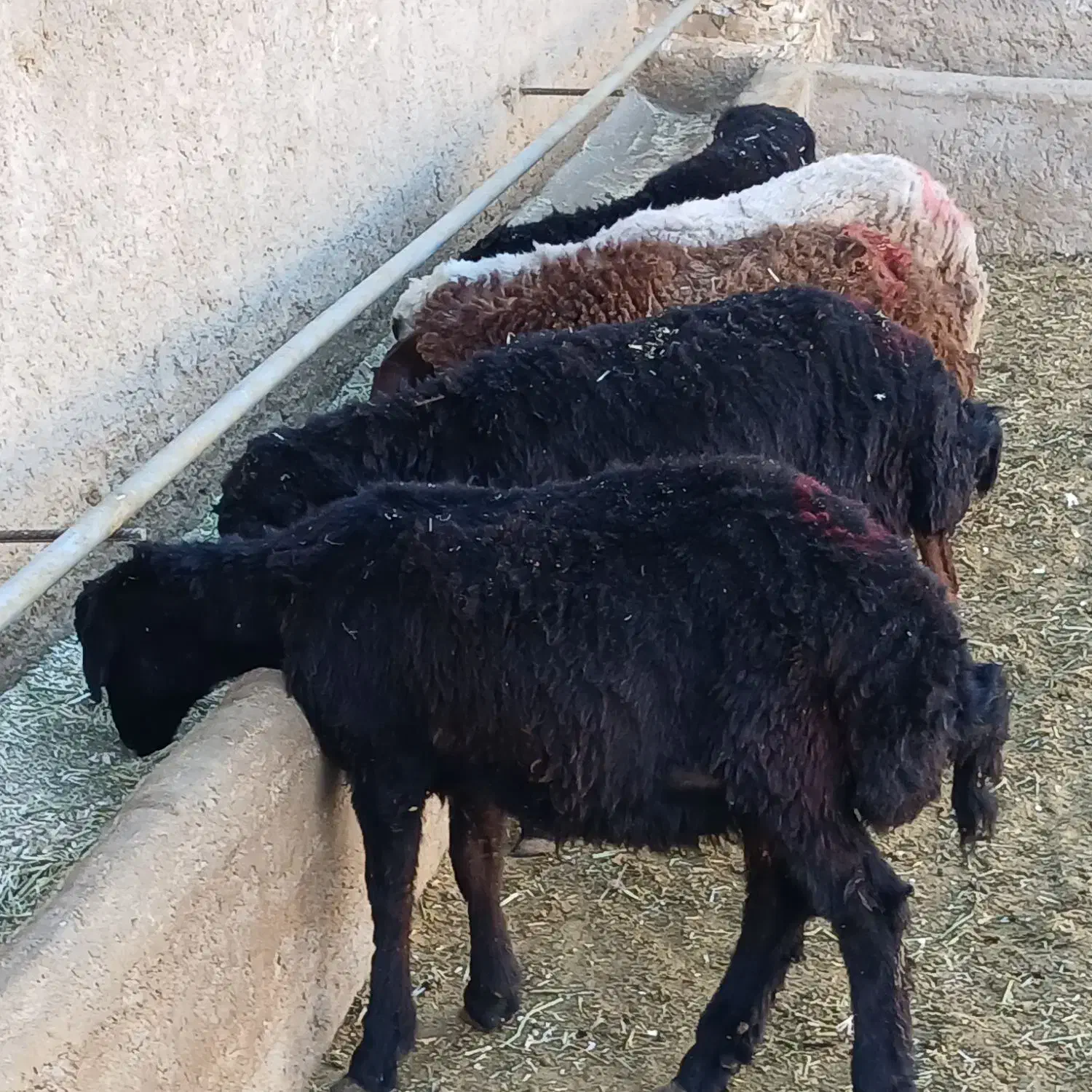 بره نر دشتی|حیوانات مزرعه|قیدار, |دیوار