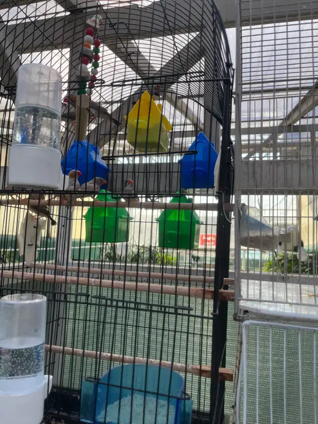 فنچ با قفس|پرنده|مشهد, امیریه|دیوار