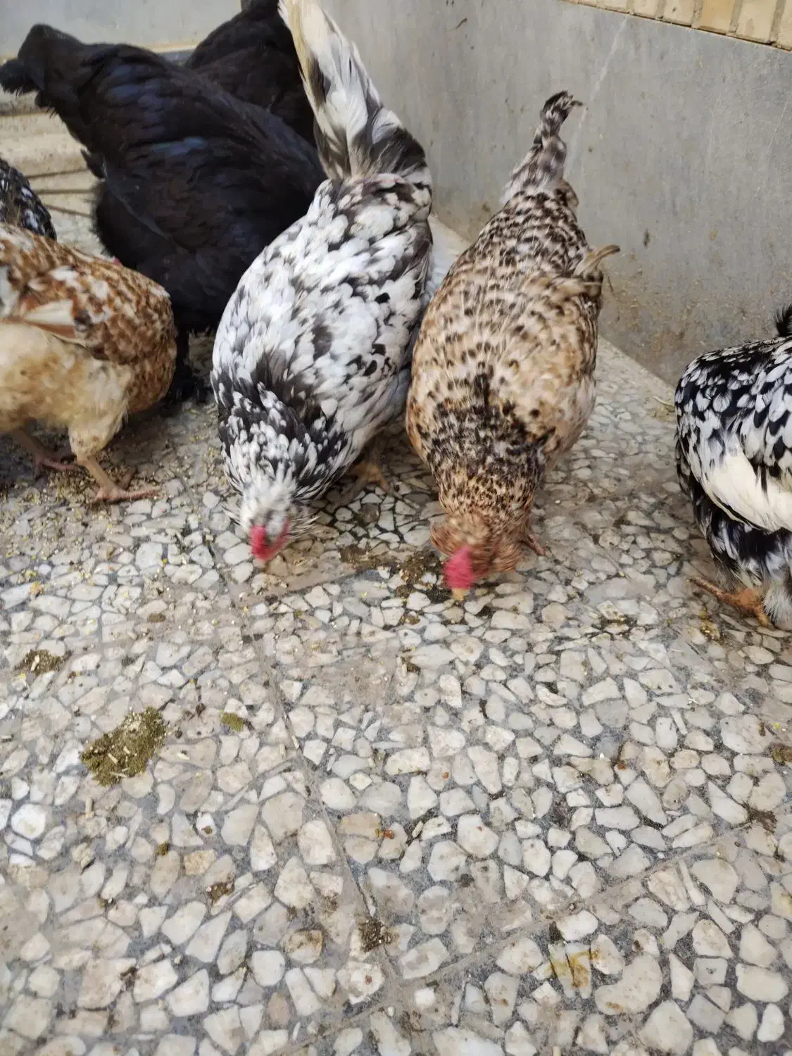 تخم مرغ نطفه دار|حیوانات مزرعه|شاهینشهر, حافظ جنوبی|دیوار