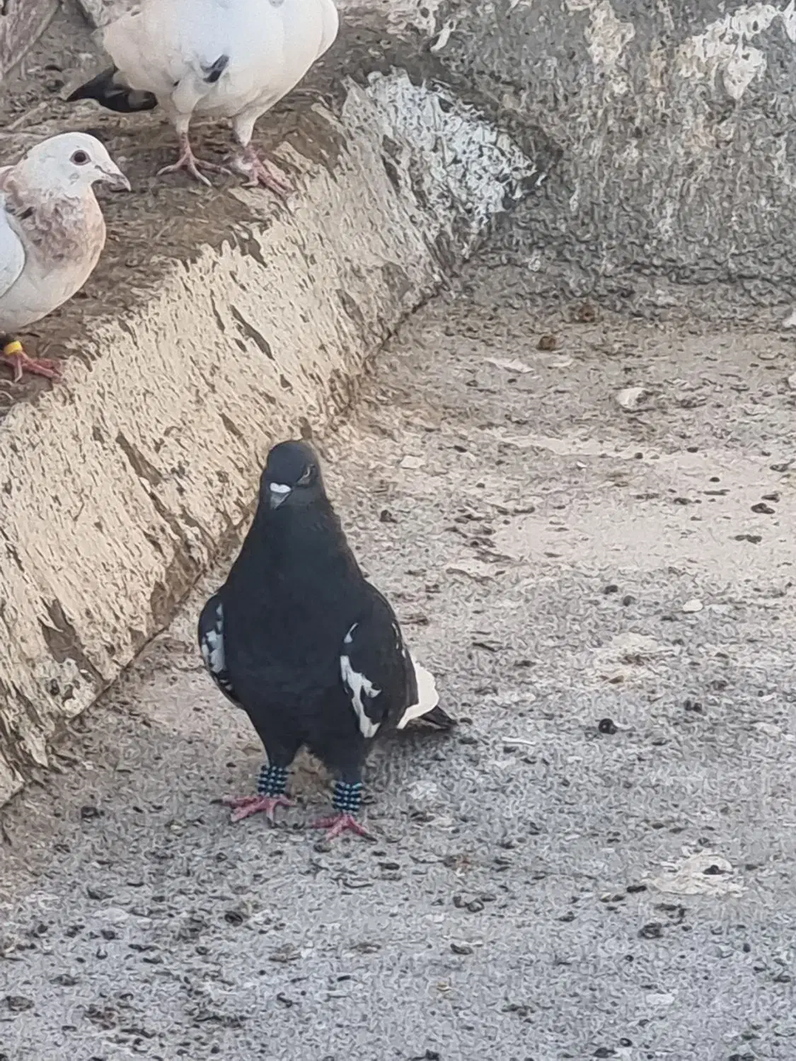 کفتر پرشی|پرنده|تایباد, |دیوار