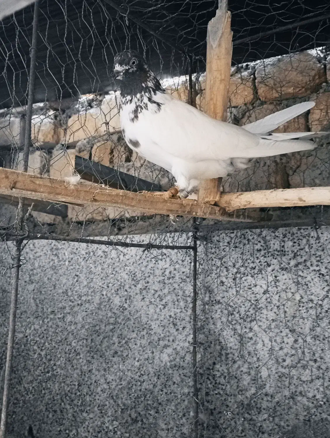 کبوتر گم شده|حیوانات|ابریشم, |دیوار