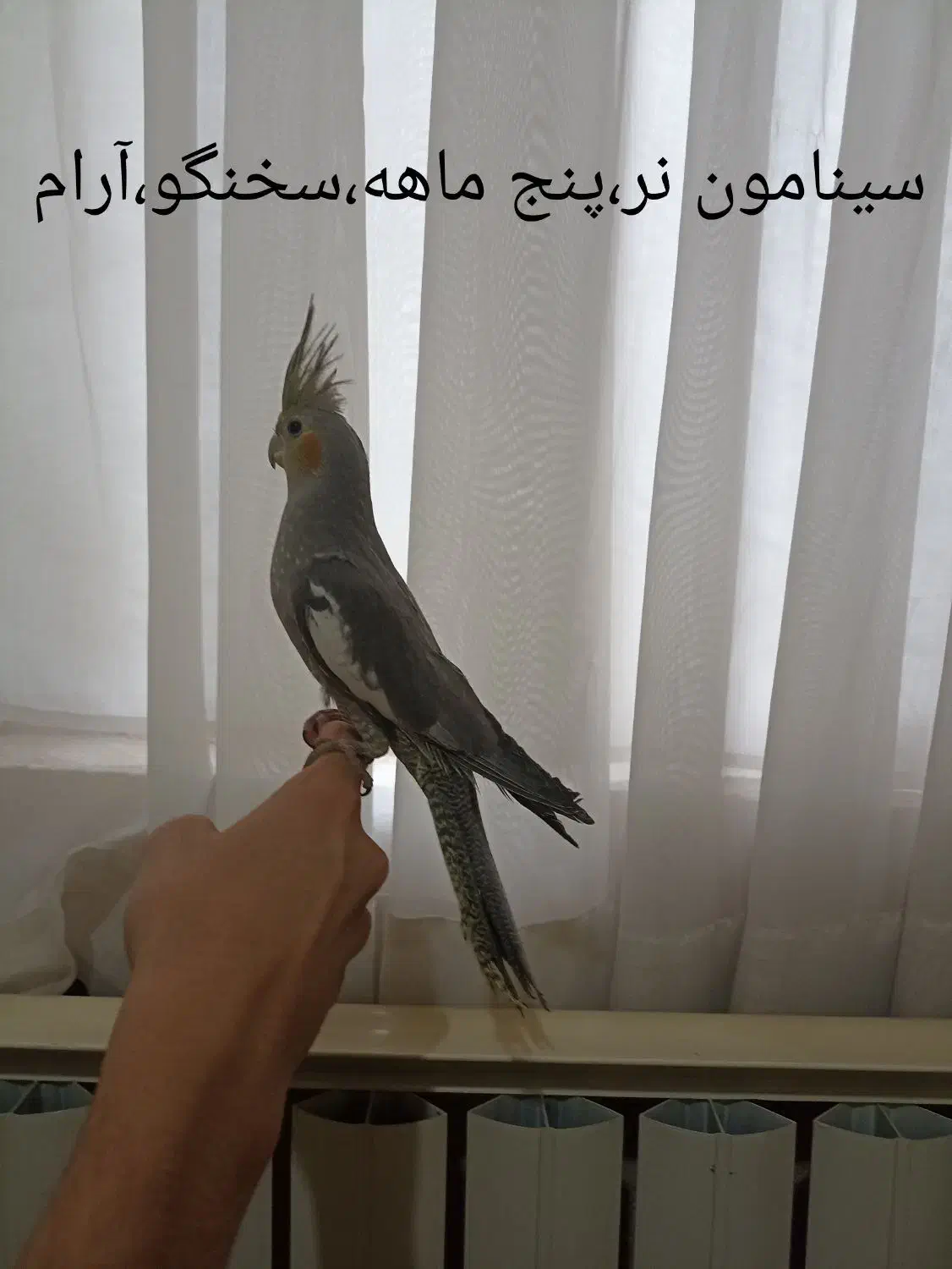 عروس هلندی|پرنده|محمدیه-قزوین, |دیوار