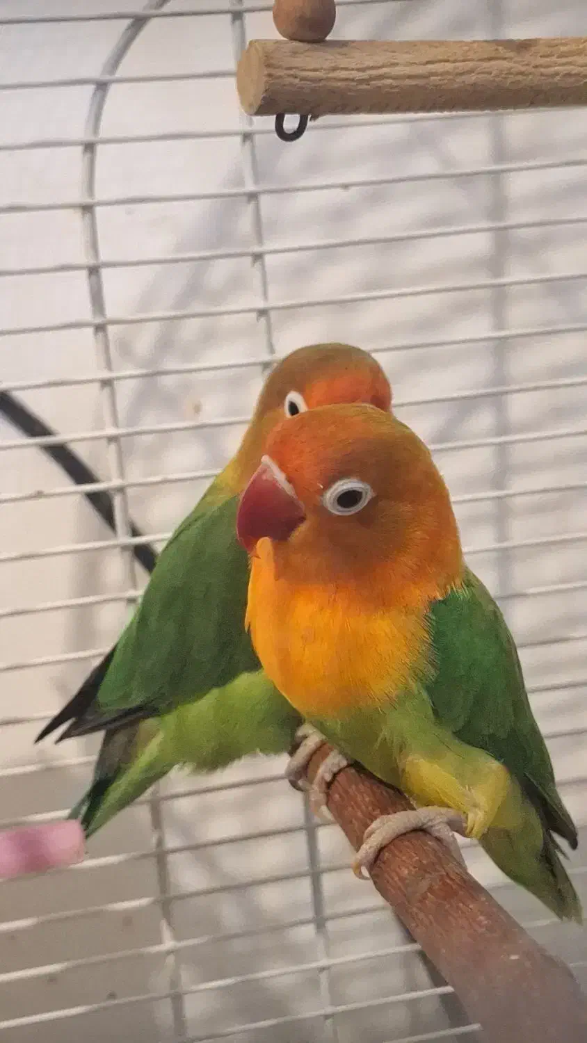 یه جفت طوطی برزیلی|پرنده|شیراز, دشت چنار|دیوار