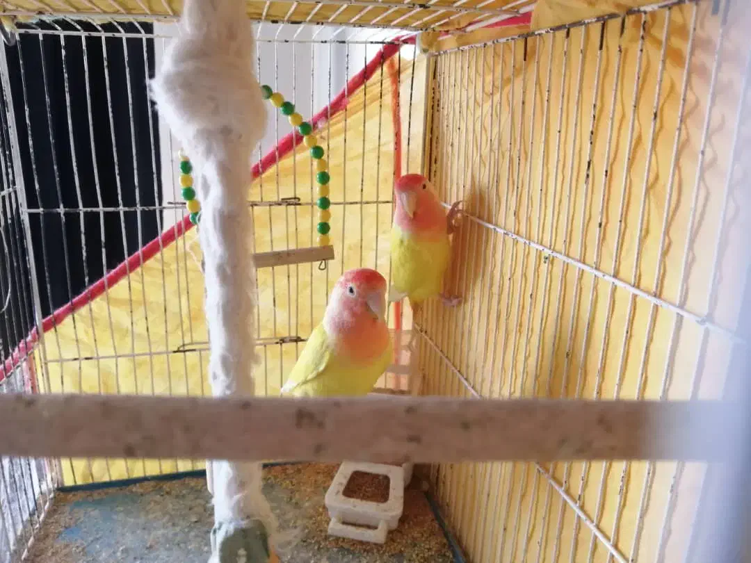 کوتوله برزیلی|پرنده|صدرا-فارس, فاز ۱|دیوار