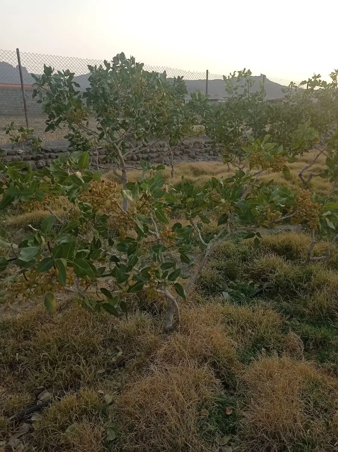 باغ در شهر یامچی به متراژ 1200متر امتیاز آبیاری|فروش خانه و ویلا|یامچی, |دیوار