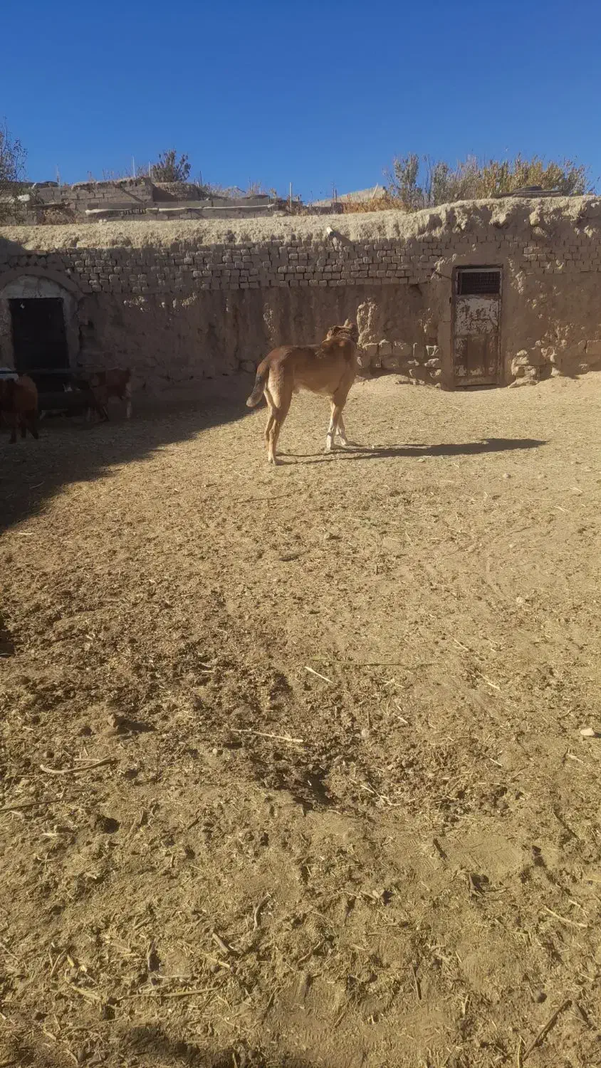 سگ گله|سگ|نیمبلوک, |دیوار