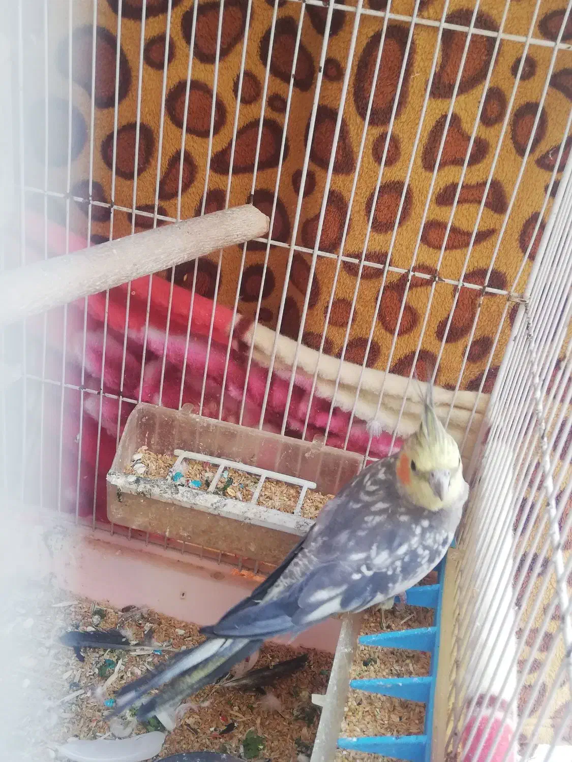 عروس هلندی سخن گو پروانه ای|پرنده|بندر گناوه, |دیوار