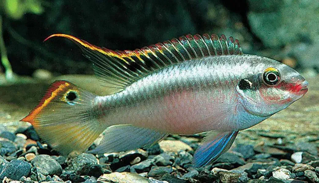 ماهی کریبن سیس|ماهی|کنگاور, |دیوار