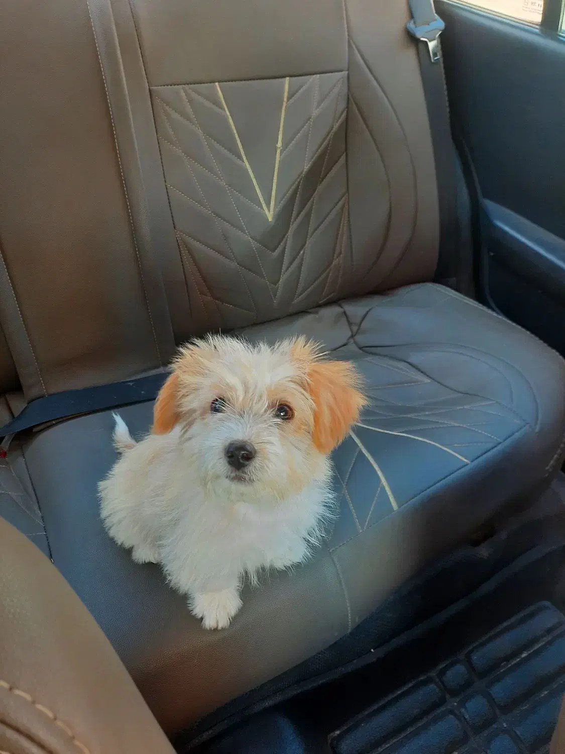 سگ شیتزو اصل|سگ|ارومیه, |دیوار