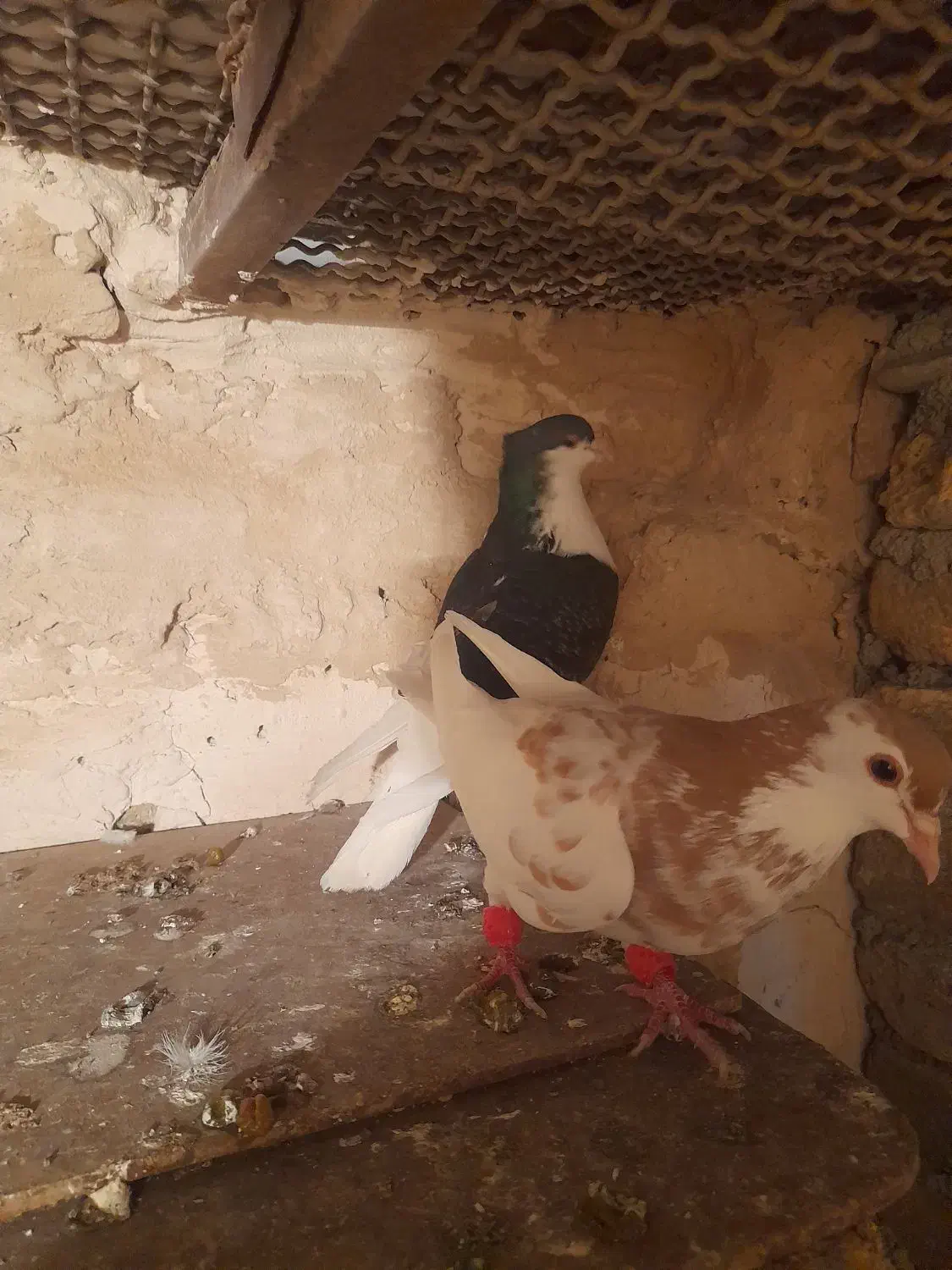 کبوتر|پرنده|گلبهار, شهر جدید گلبهار|دیوار