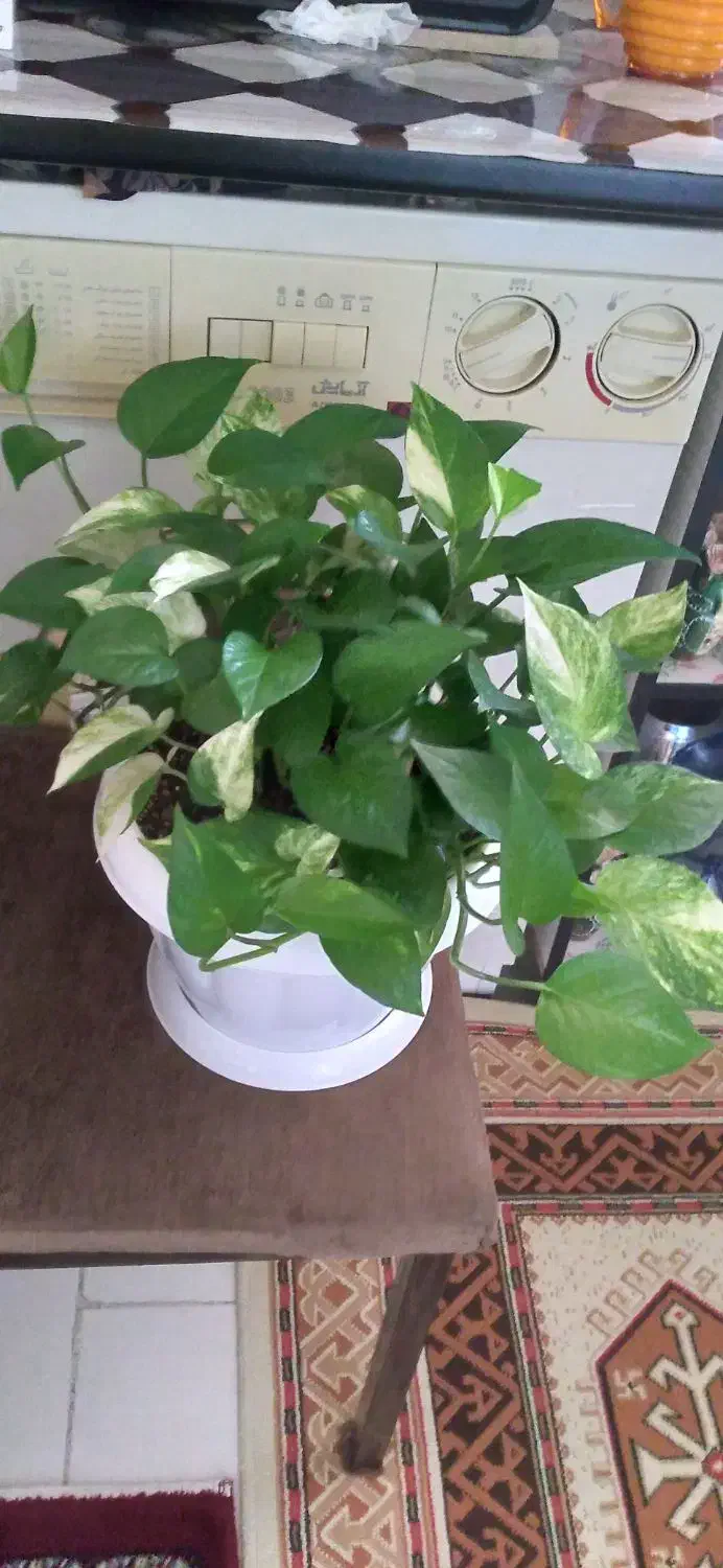 تعدادی گل به فروش میرسد|گل و گیاه طبیعی|محمدیه-قزوین, |دیوار