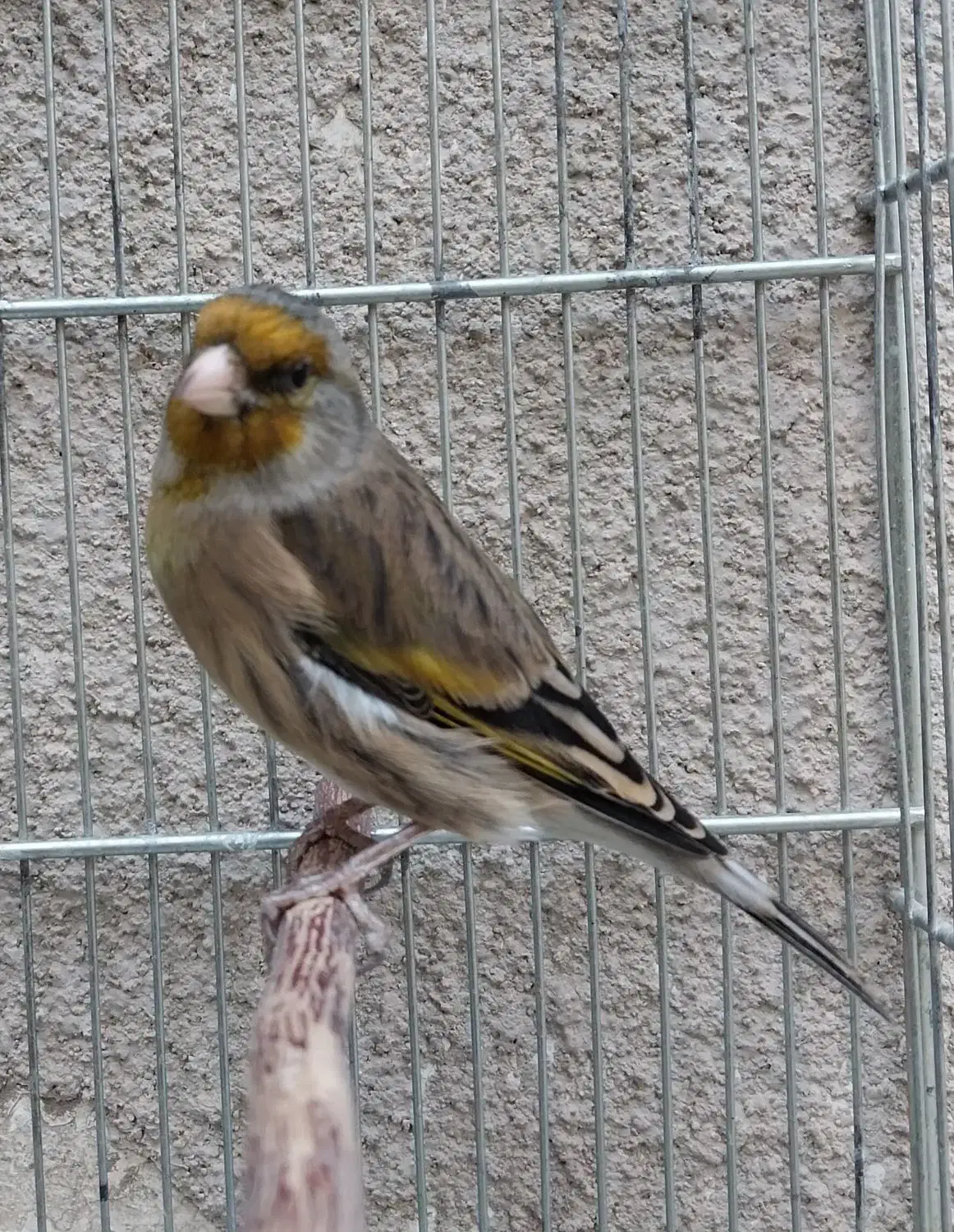 سهره قناری مست خون شلاقی پررو|پرنده|مشهد, شهرک مهر آباد|دیوار