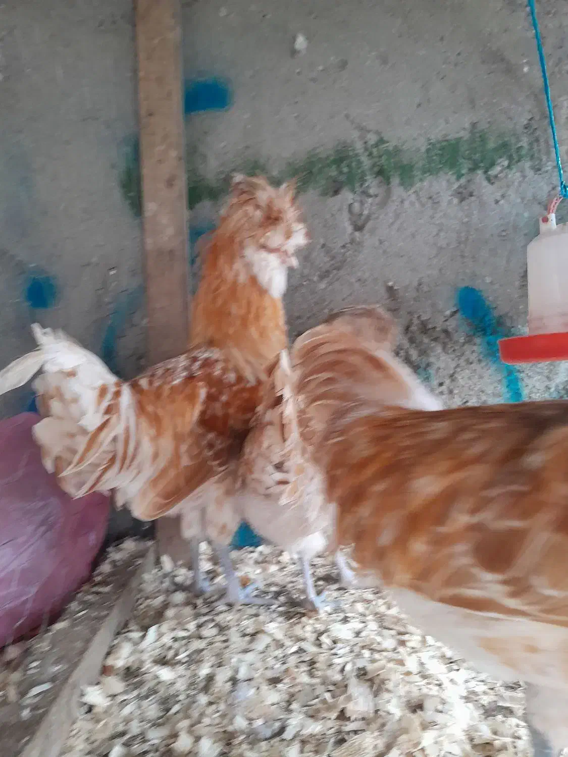 پولند بوف|حیوانات مزرعه|فومن, |دیوار