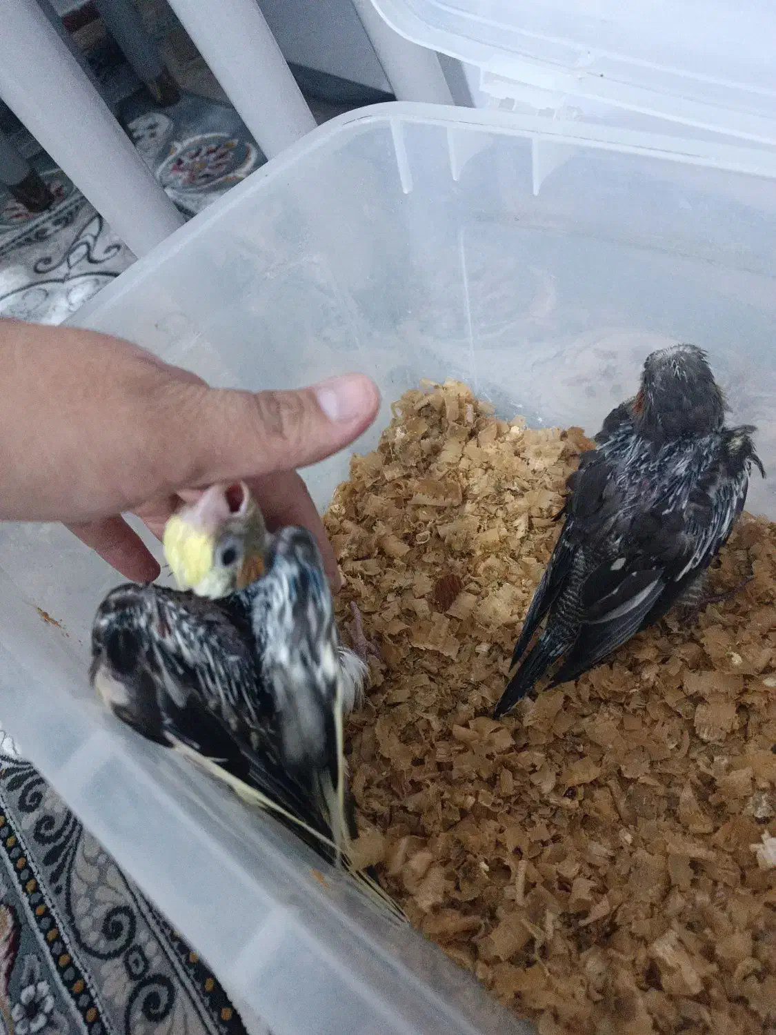 عروس هلندی|پرنده|تاکستان, |دیوار