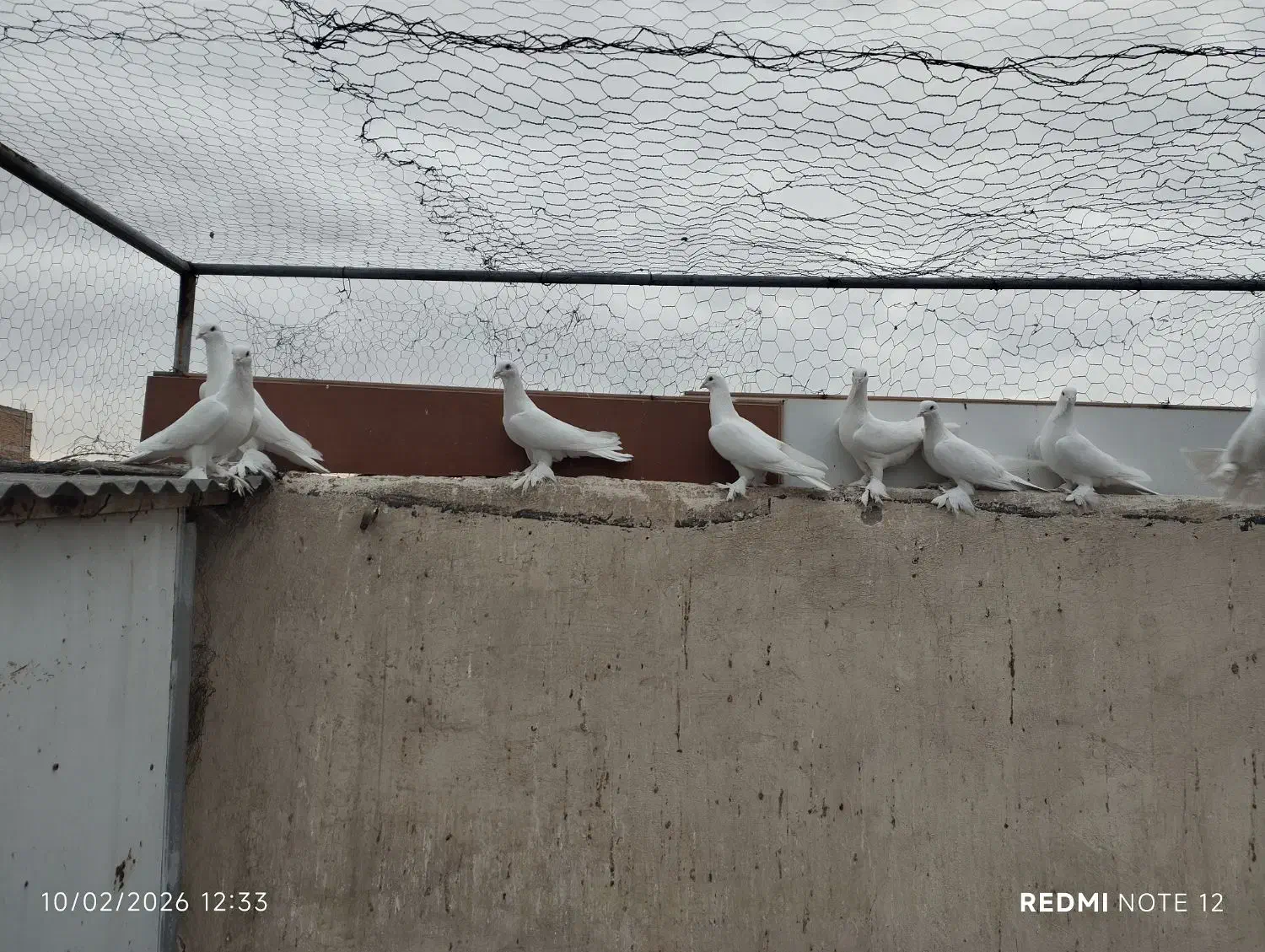 کبوتر لوتی|پرنده|تبریز, |دیوار