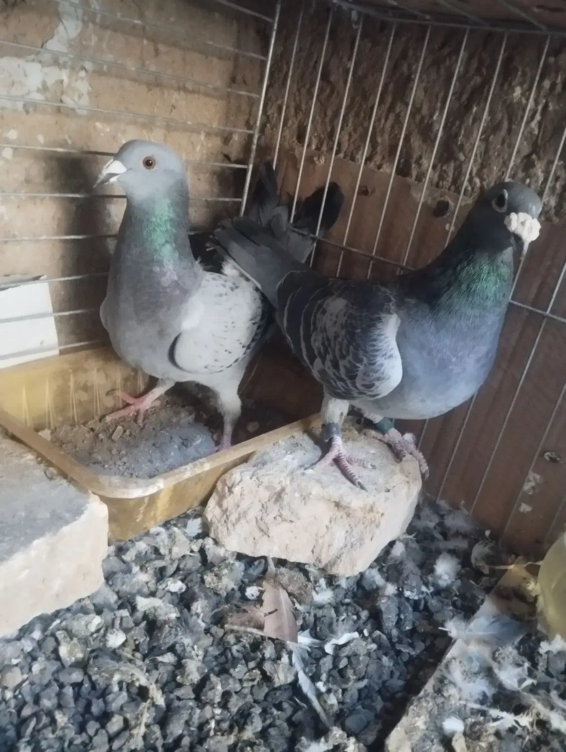 کبوتر|پرنده|حمیدیا, |دیوار