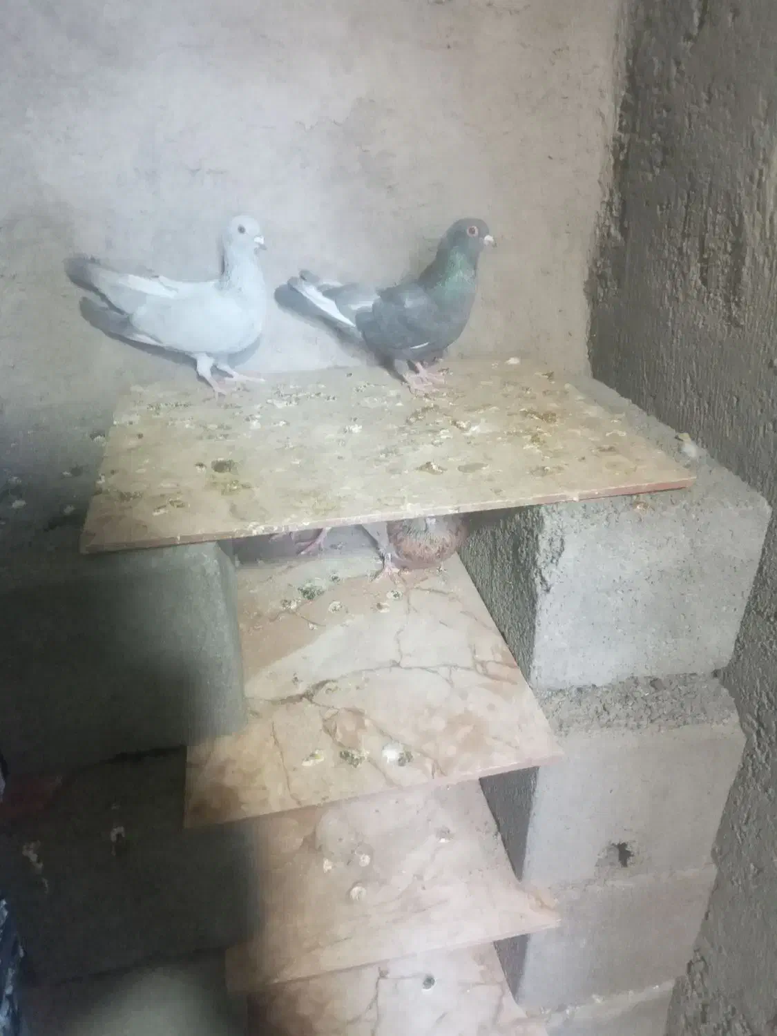 دوعدد کفتر مصری|پرنده|بم, |دیوار