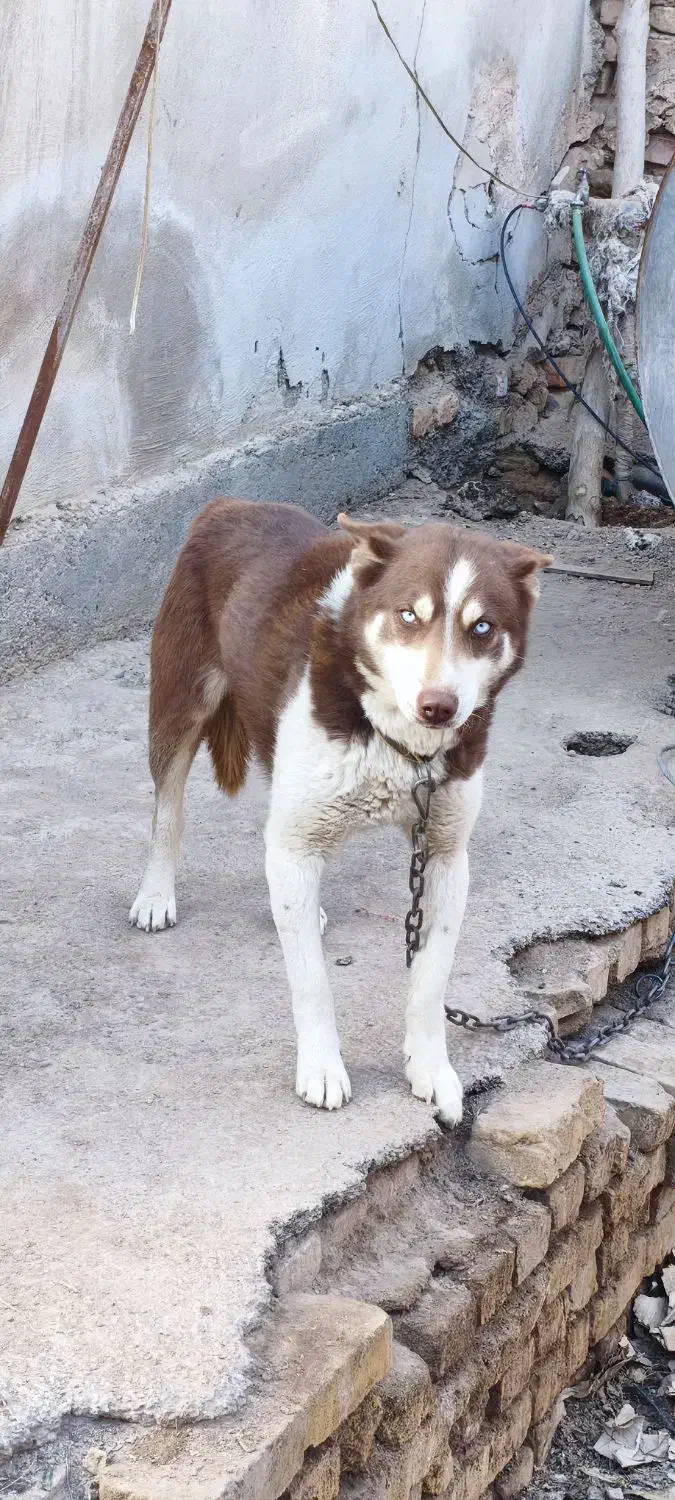 سگ هاسکی|سگ|یزد, |دیوار