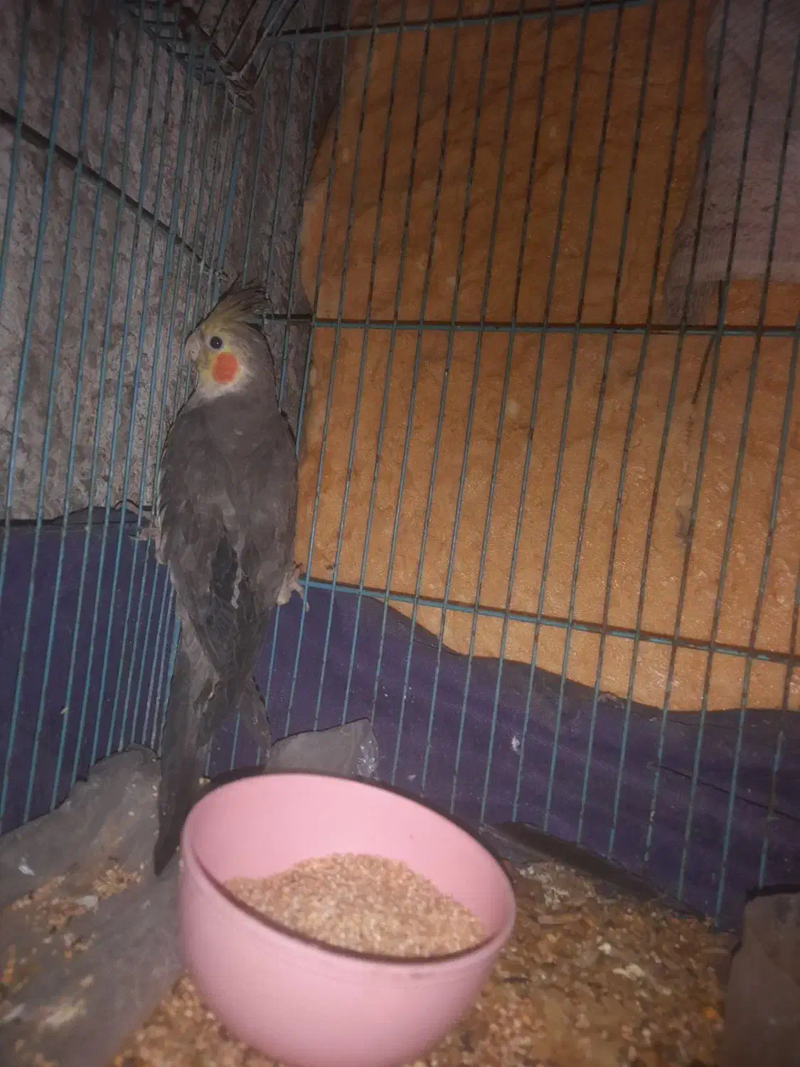 عروس هلندی نر|پرنده|ایرانشهر, |دیوار