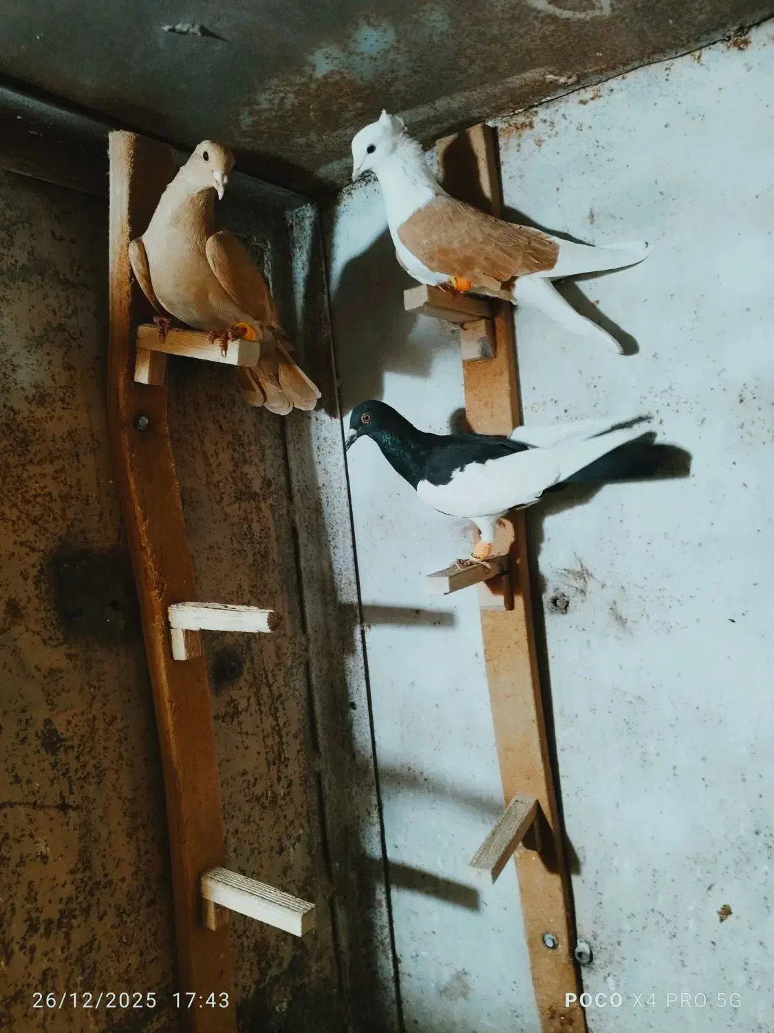 کبوتر|پرنده|رفسنجان, |دیوار