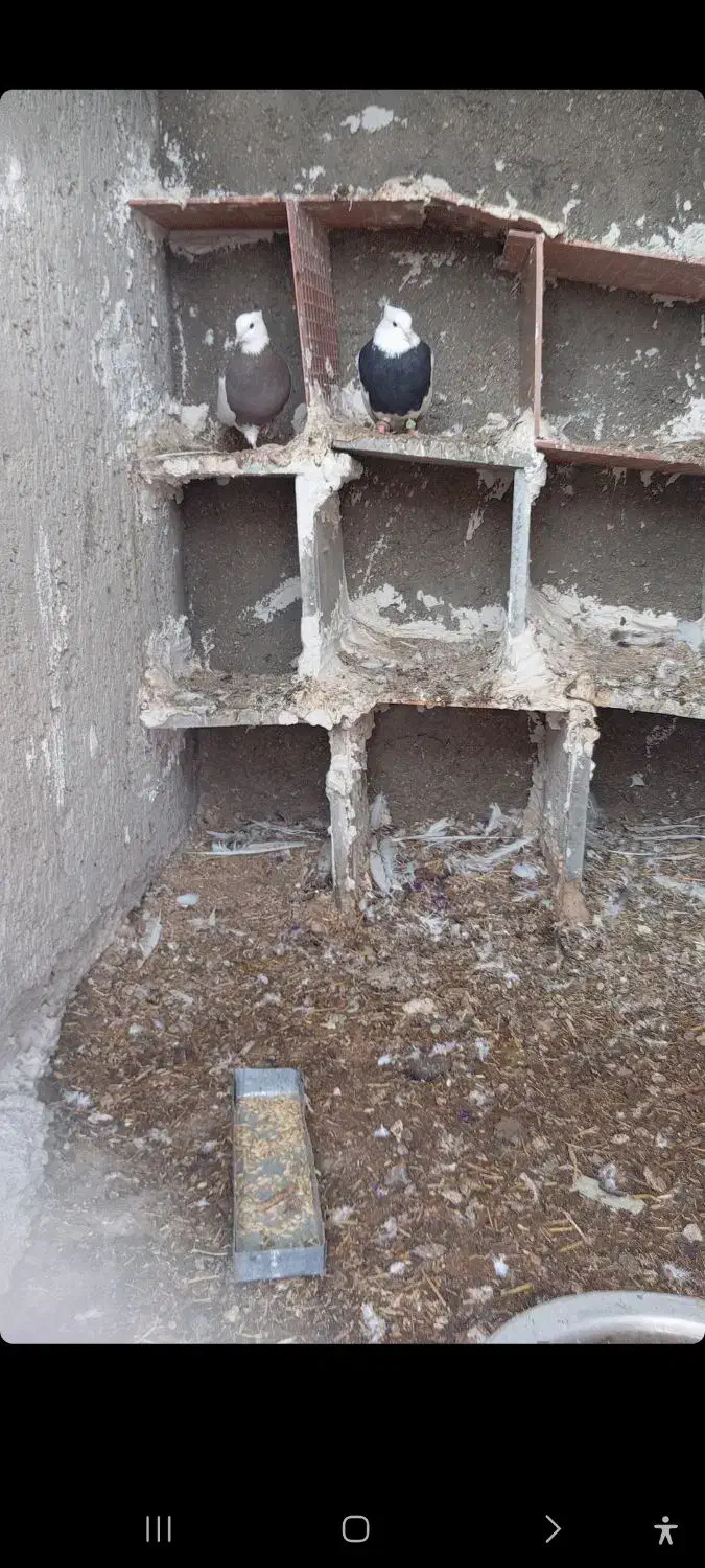 کبوترطوقی|پرنده|کوخرد هرنگ, |دیوار