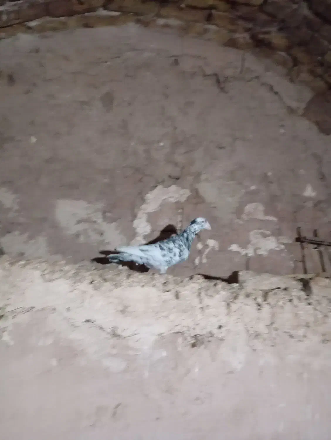 کبوتر|پرنده|نیشابور, مازول|دیوار