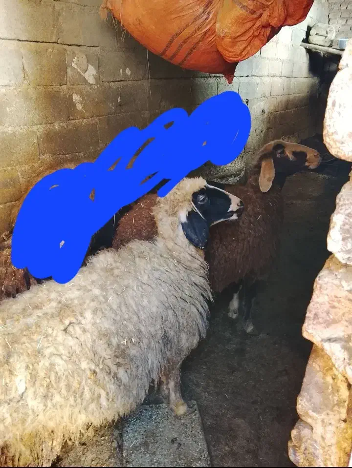 بره۵۰۰|حیوانات مزرعه|فیروزآباد (لرستان), |دیوار