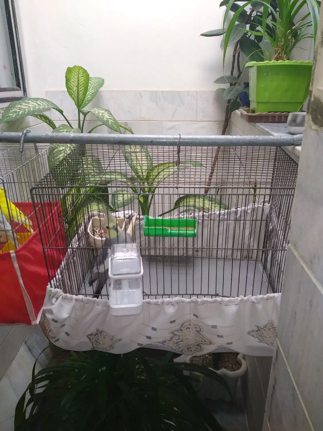 عروس هلندی نر سخنگو به فروش میرسد|پرنده|سنقر, |دیوار