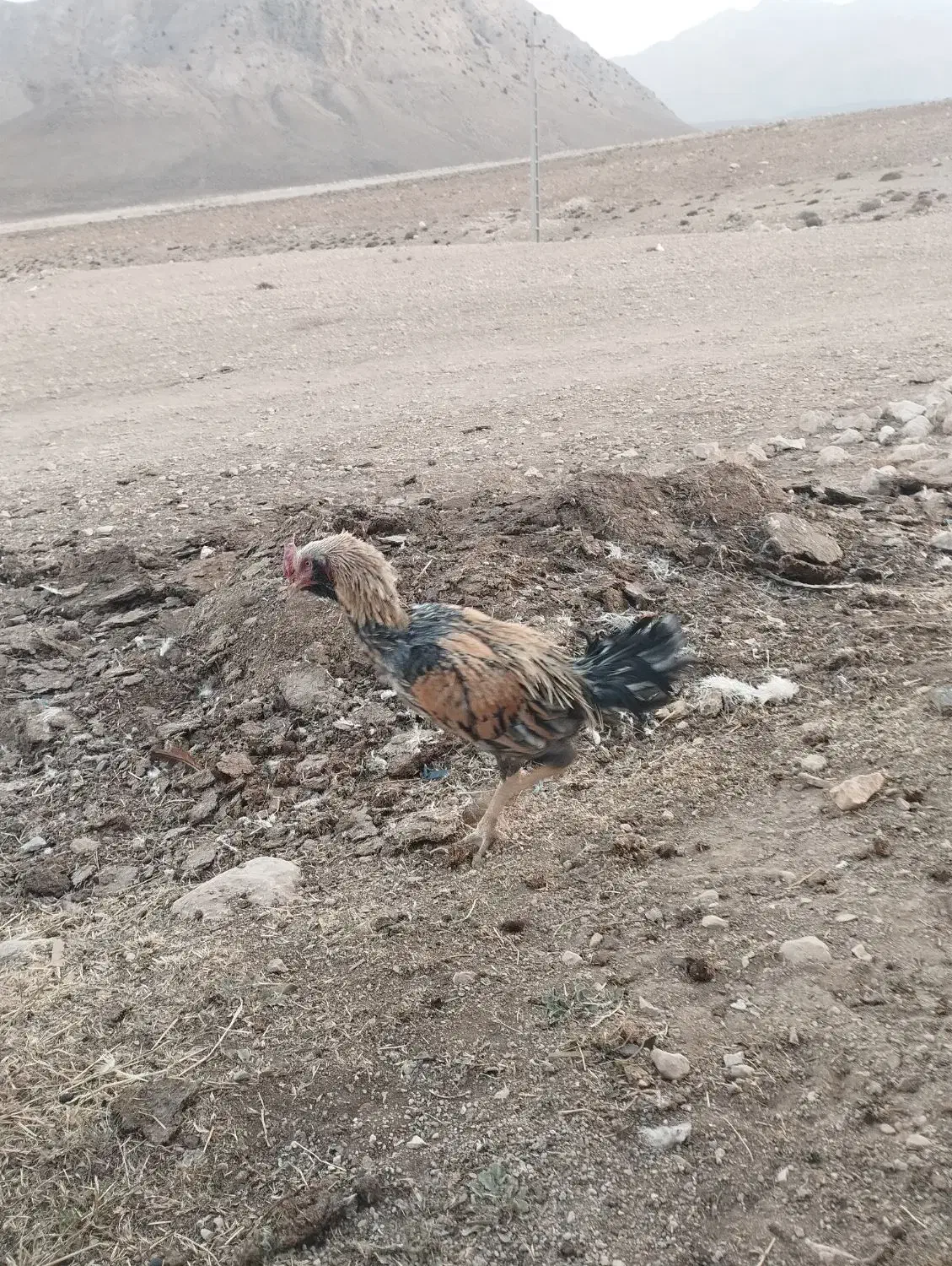 لاری ریشی جوان|حیوانات مزرعه|شهمیرزاد, |دیوار