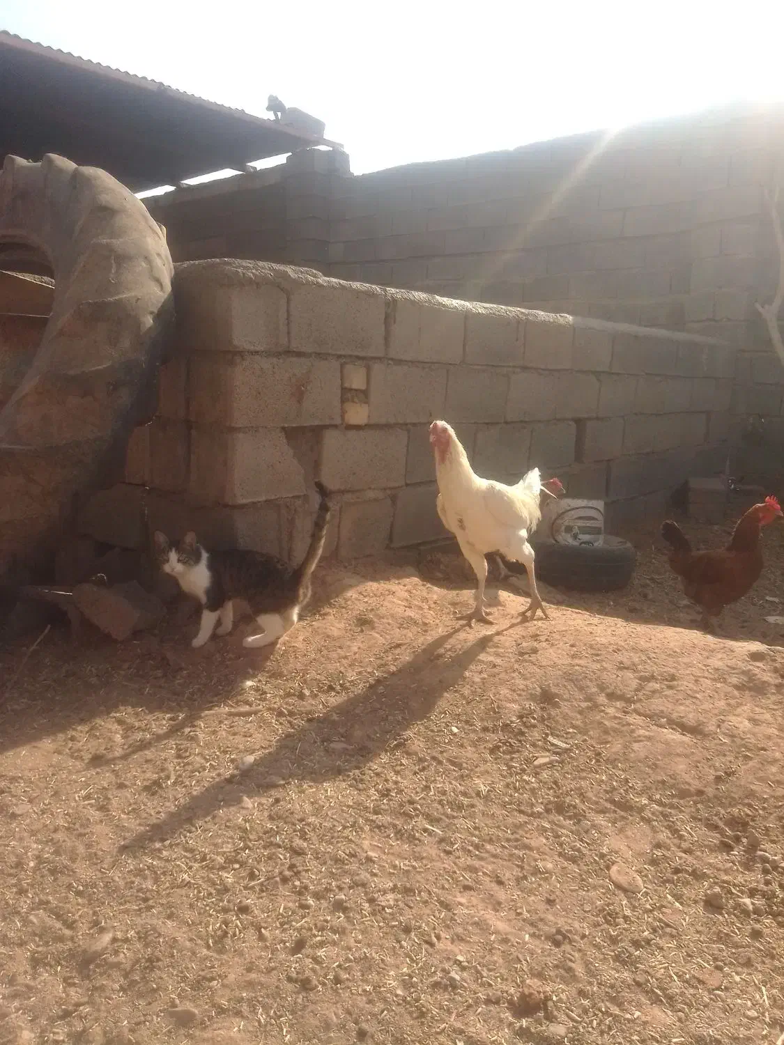 خروس لاری|حیوانات مزرعه|خواف, |دیوار