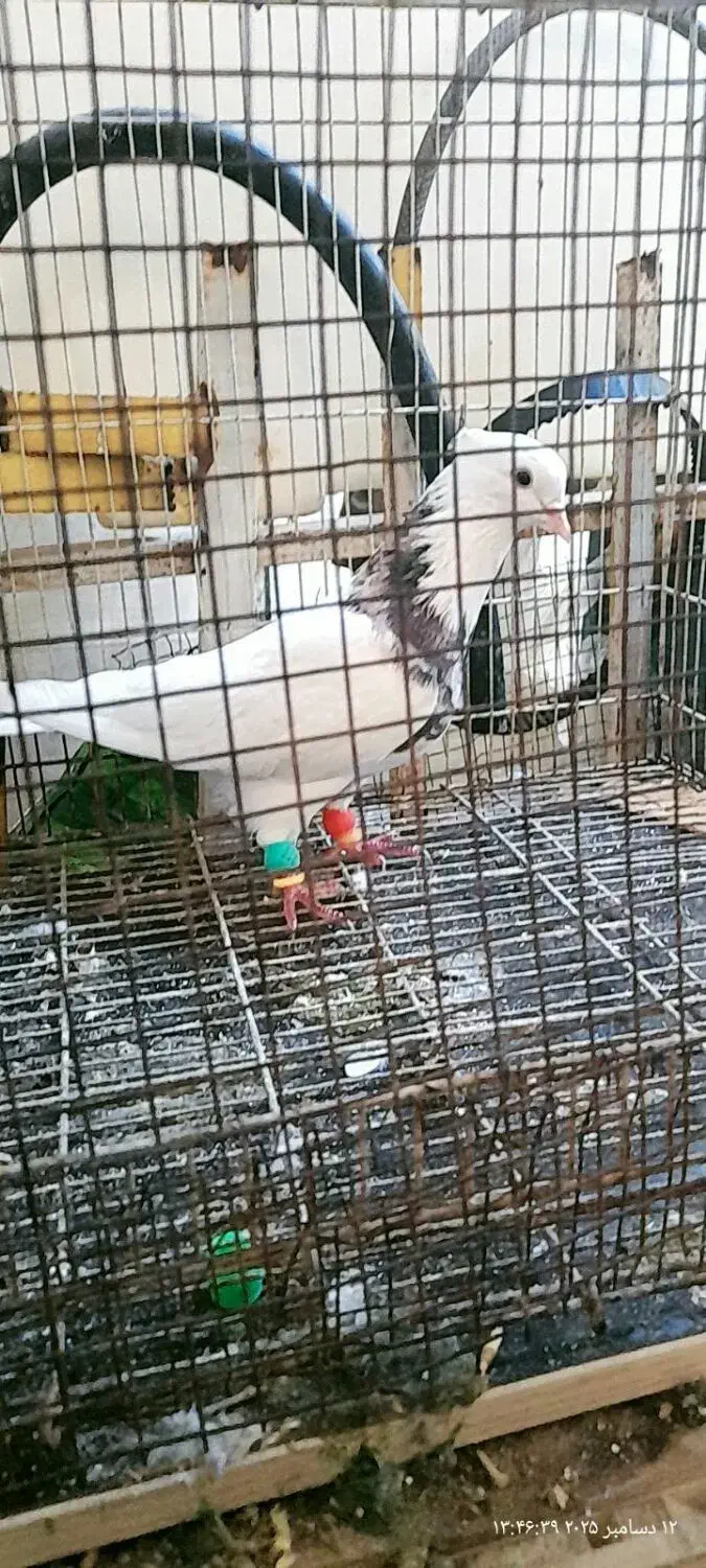 کبوتر طوقی هفت رنگ|پرنده|اهواز, منبع اب|دیوار