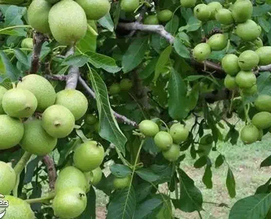 فروش نهال گردو فرنورپیوندی شناسه دار|خدمات باغبانی و درختکاری|بافق, |دیوار