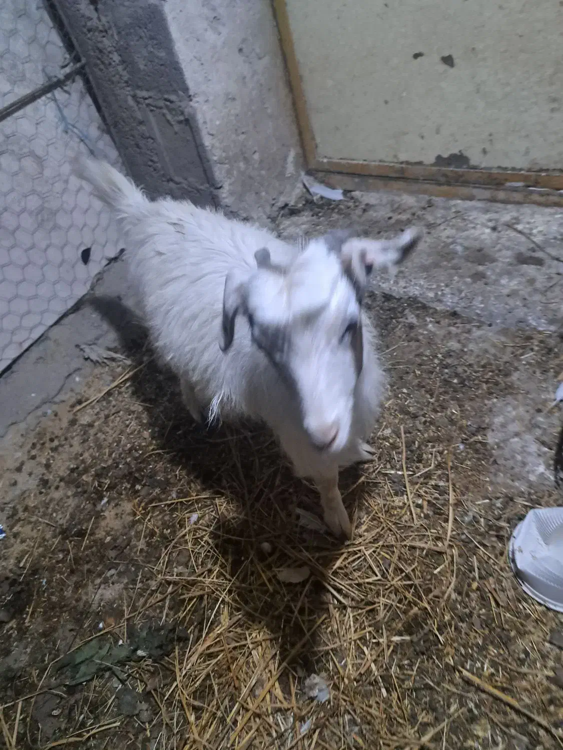 بز شکم دار و بزغاله|حیوانات مزرعه|رشت, ساغری سازان|دیوار