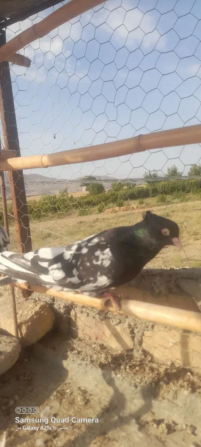 کله سیاه کبوتر|پرنده|آشخانه, |دیوار