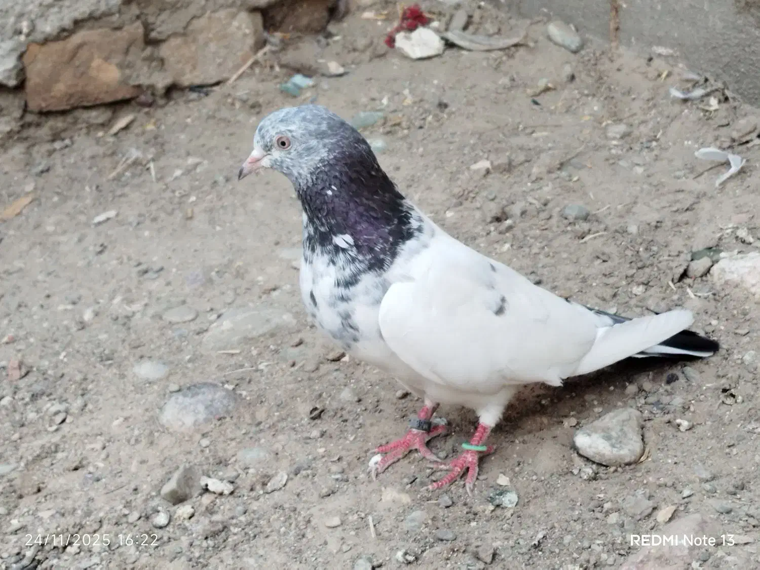 ماده گلدن فروشی|پرنده|ایرانشهر, |دیوار