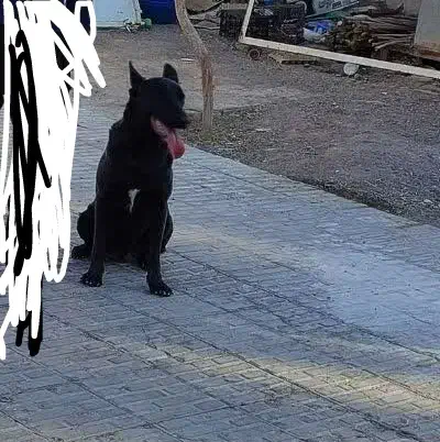 سگ نر مالینویر رنگ کمیاب|سگ|بم, |دیوار