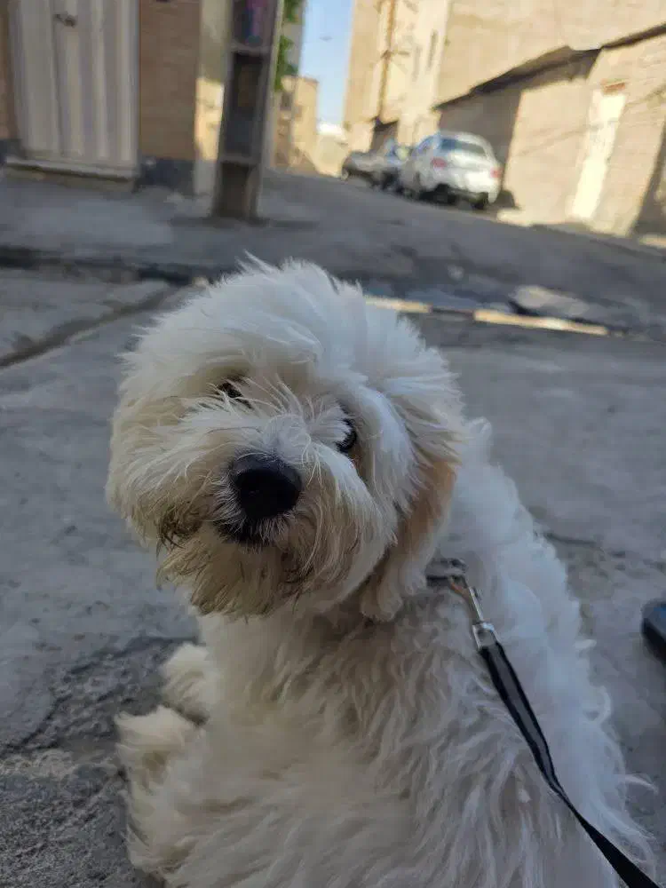 دوعدد سگ  نر و ماده  شیتزو و پامر|سگ|ورامین, ورامین|دیوار