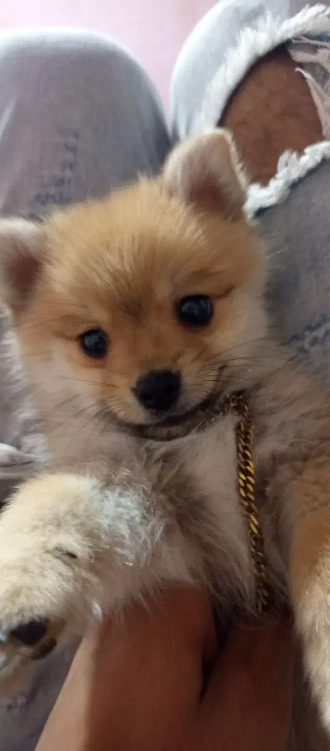 سگ پامر|سگ|میناب, |دیوار