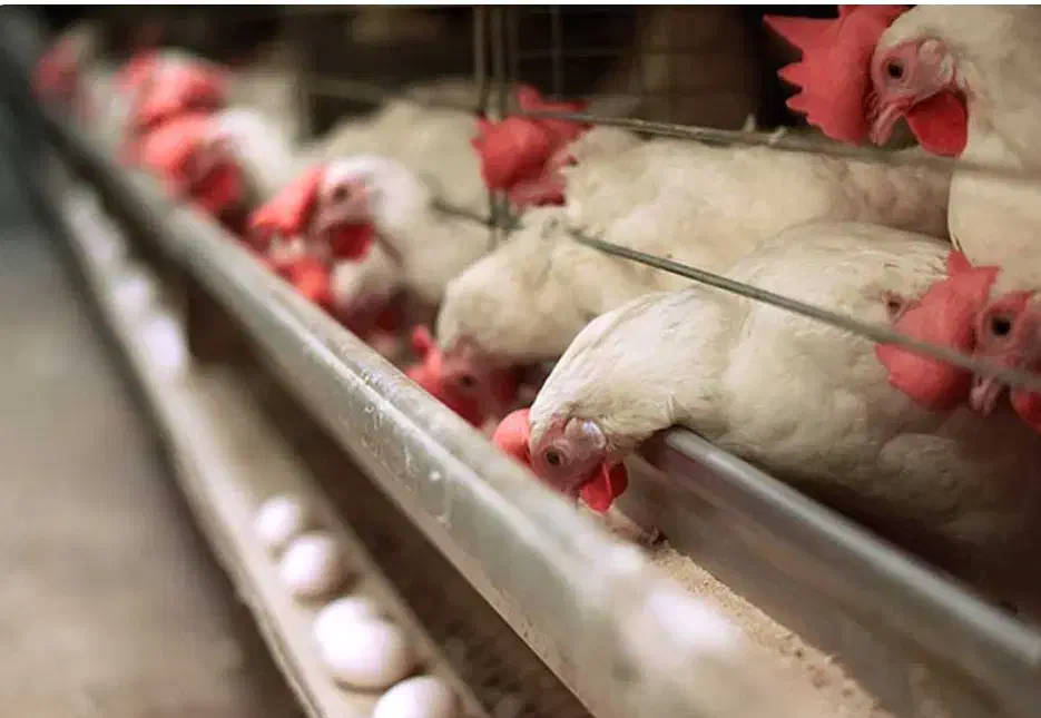 کارگر ساده برای مرغداری تخمگذار|استخدام صنعتی، فنی، مهندسی|زرند, |دیوار