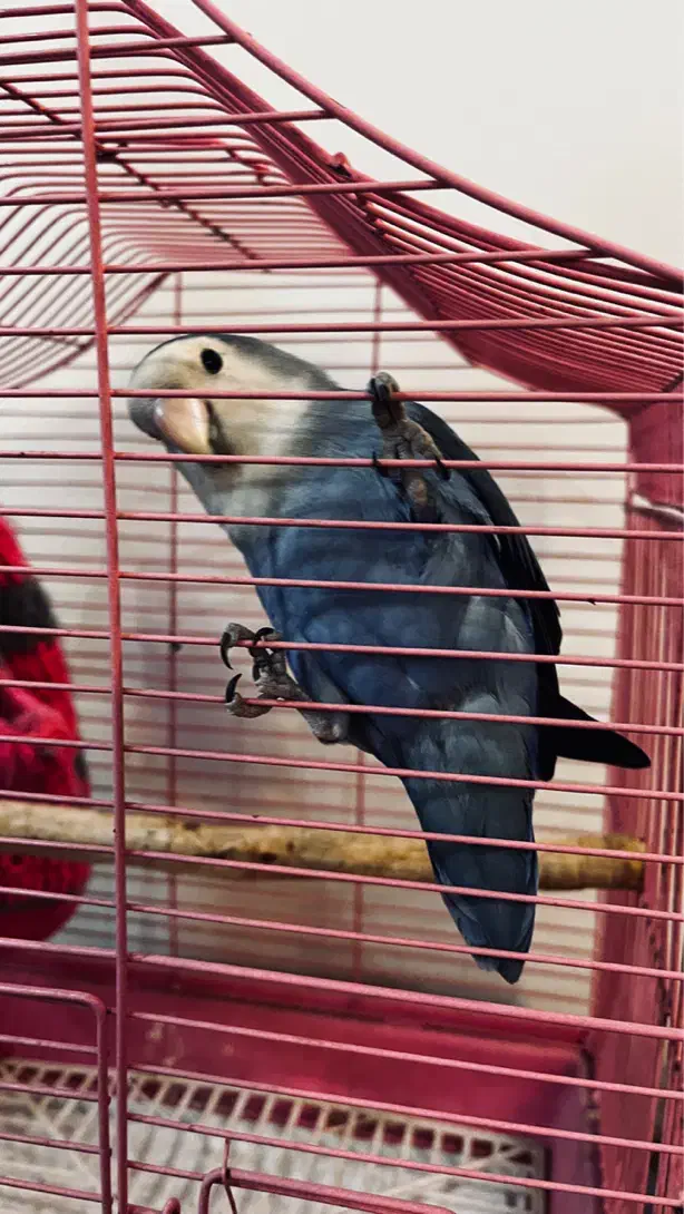 طوطی برزیلی کوتوله|پرنده|ری, دولت‌آباد|دیوار