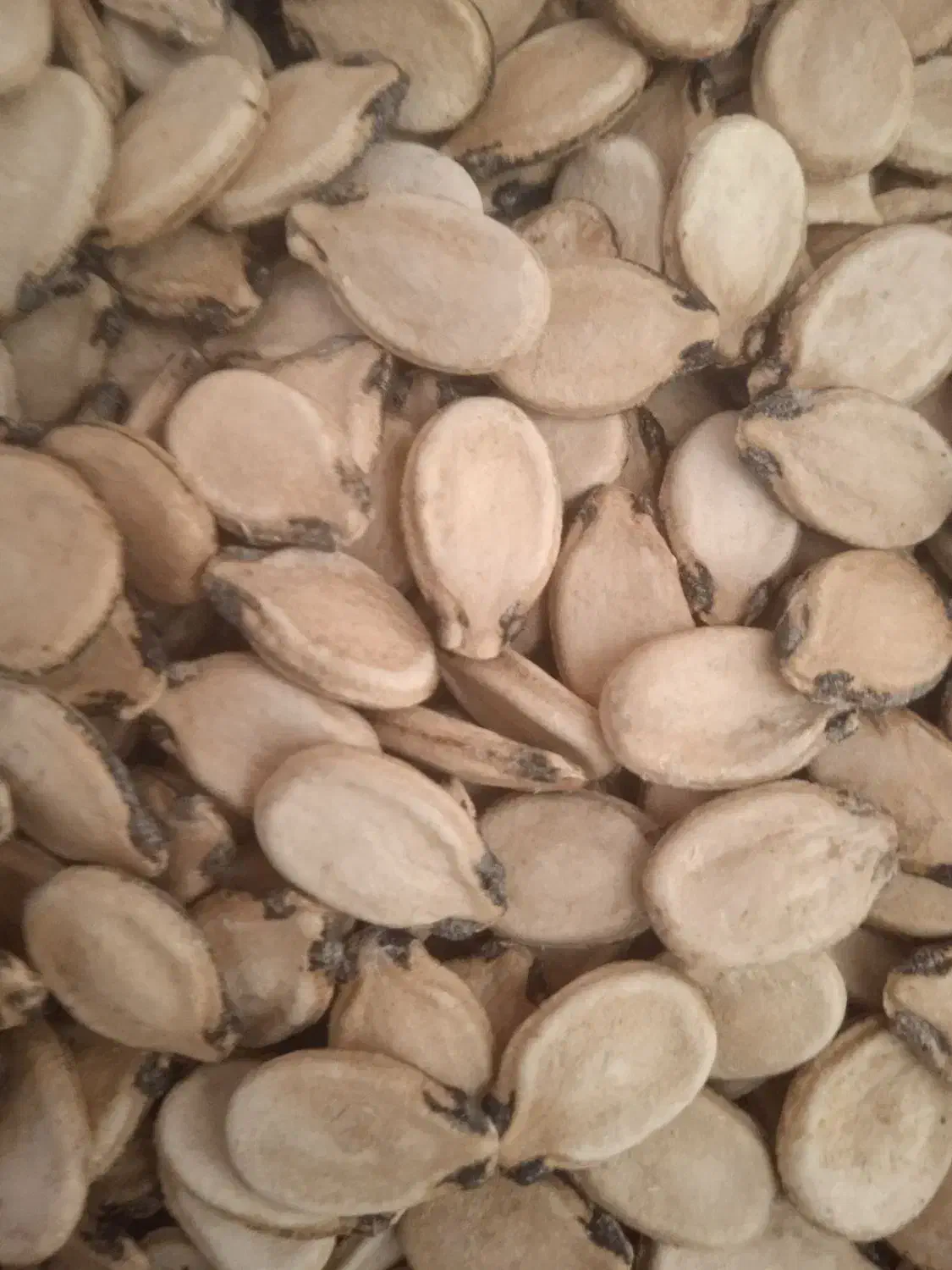 تخمه هندوانه|خوردنی و آشامیدنی|محمدبار, |دیوار