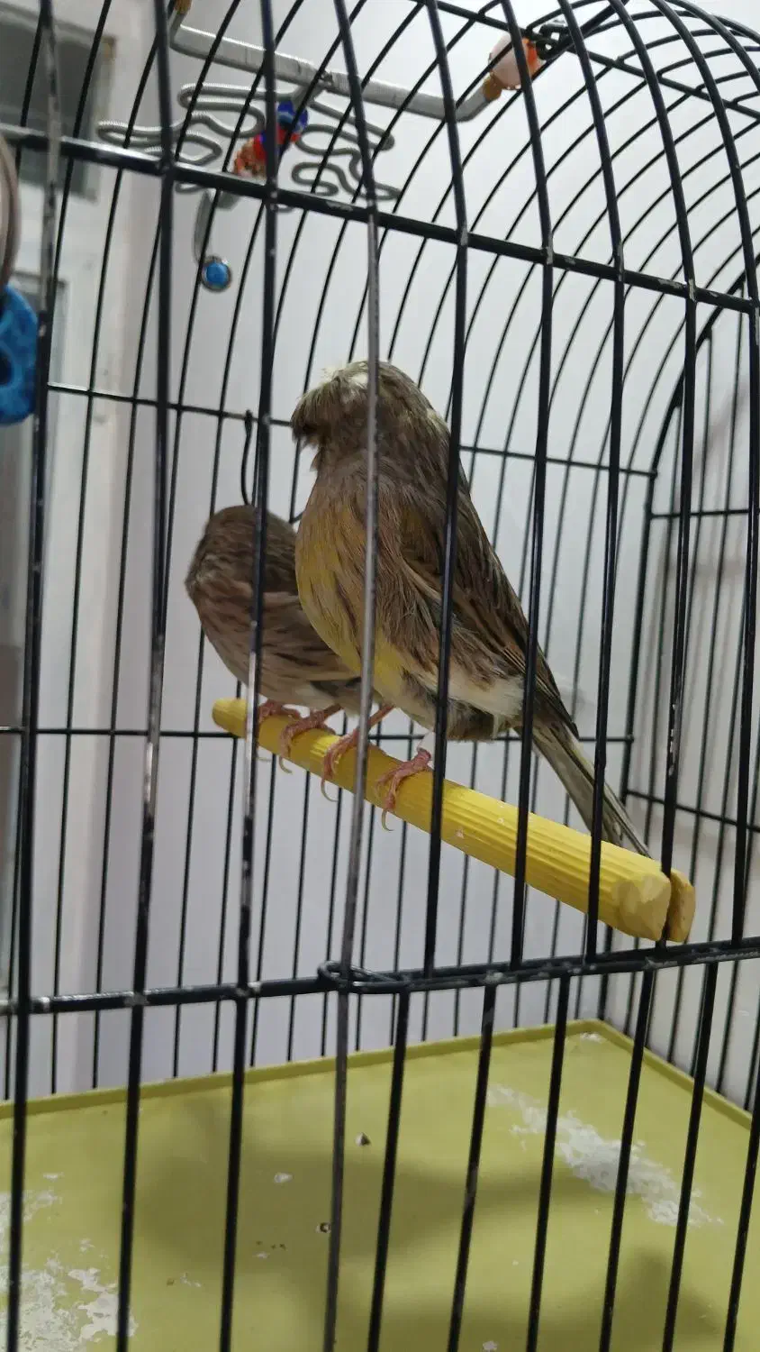 قناری گلستر اورجینال اورجینال نروماده|پرنده|بروجرد, |دیوار