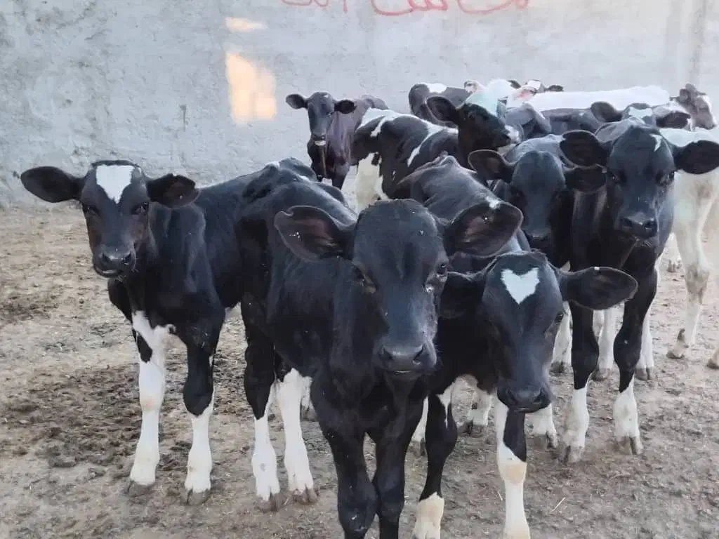 گوساله ریز|حیوانات مزرعه|ساروق, |دیوار